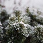 First Frost