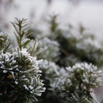 First Frost