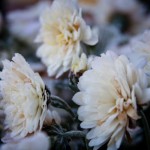 First Frost
