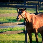 Horse Sunset