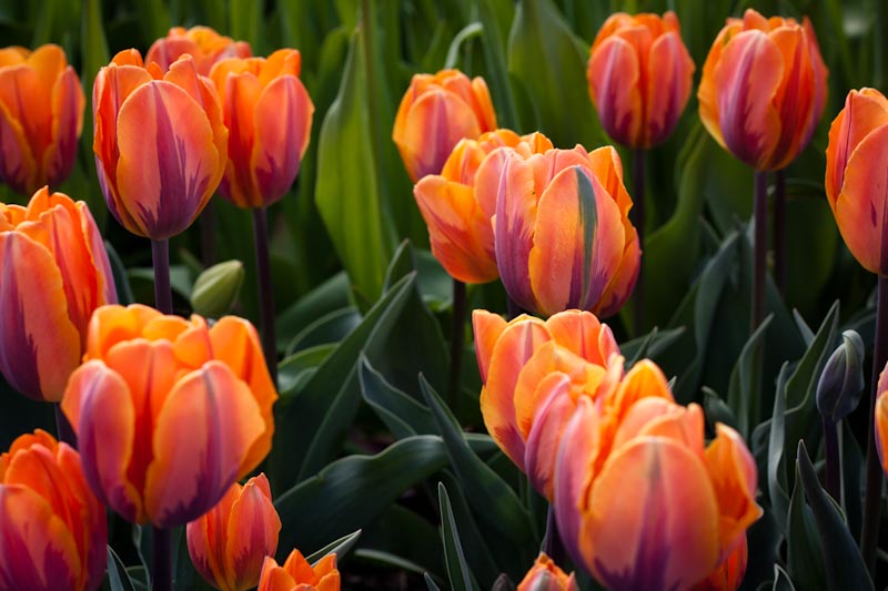 Tulips