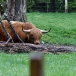 Ox
