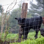 Cattle