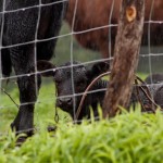 Cattle