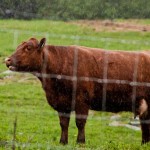Cattle