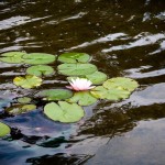 Yaddo Garden - Saratoga Springs, NY